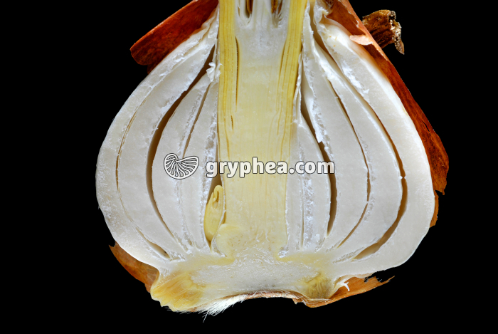 Tulipe (Tulipa sp.) - Bulbe (détail) - gryphea.com